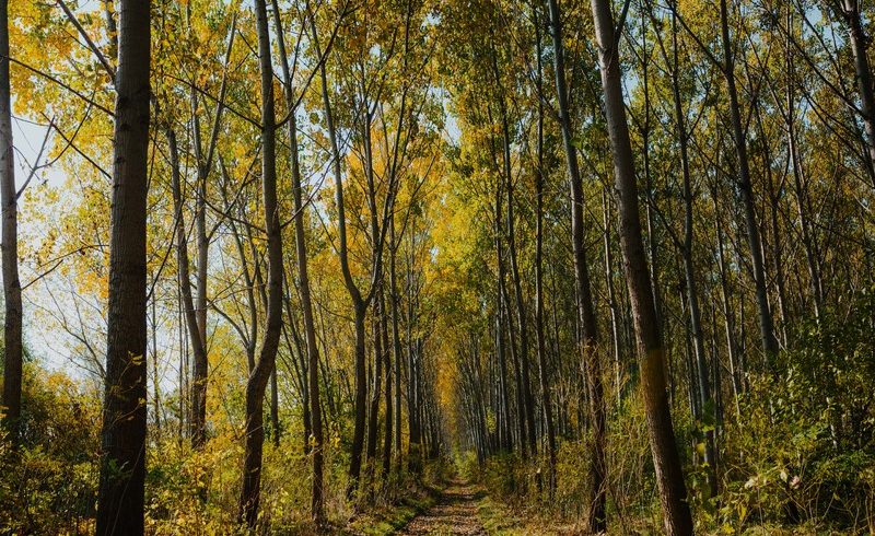 How Can You Make A Difference To The Environment? How Can You Make A Difference To The Environment?